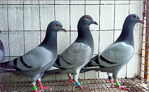 ���������(j��ng)ِ����Խ��Խ��(y��n)���O(sh��)���x��Ҳָ������