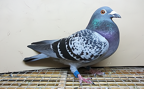 ������(j��ng)ِ�ɿ�(j��)�������r(sh��)��Ϣ���f��Ҫ��